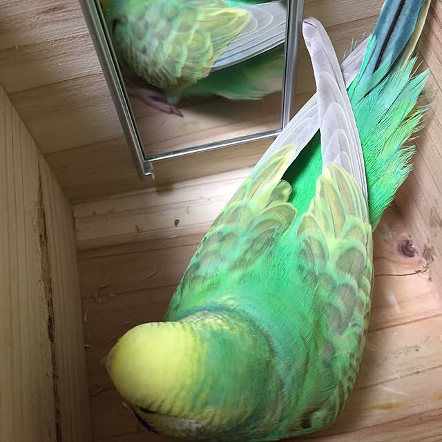 toratanさんの実例写真