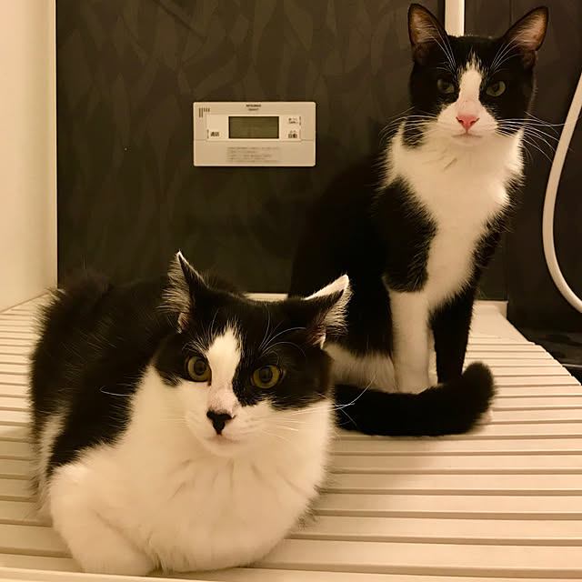 実例写真