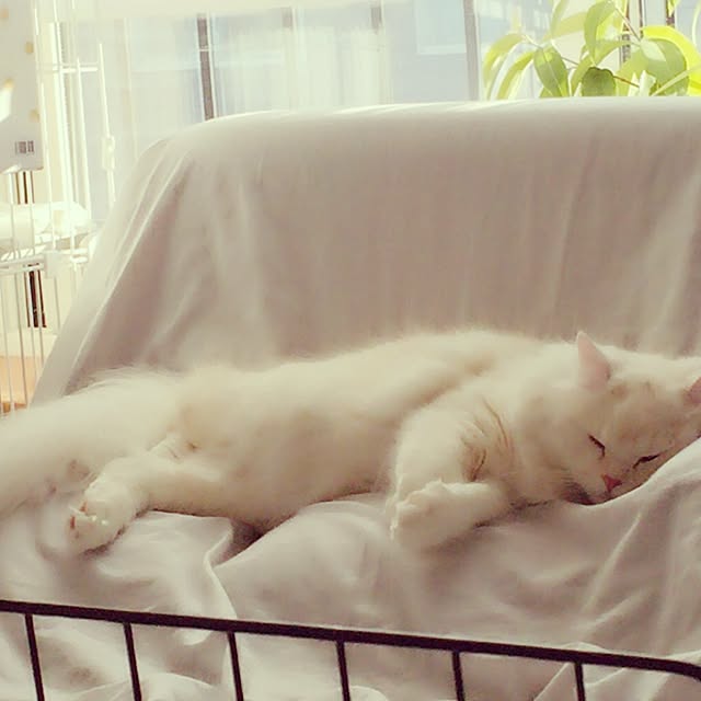 may0715さんの実例写真