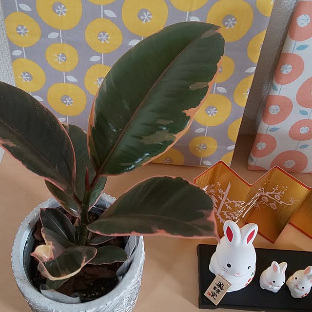 KOHAKUさんの部屋