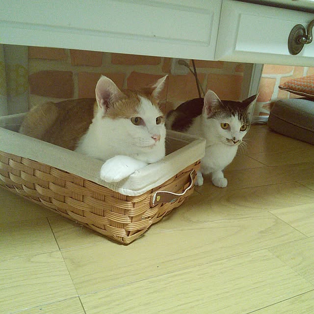 pouさんの実例写真