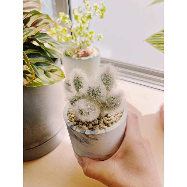 ベッド周り/サボテン/朝活/多肉植物/2人暮らし...などのインテリア実例 - 2025-05-14 13:02:48