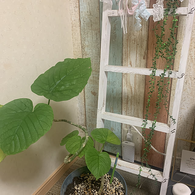 Fumiさんの実例写真