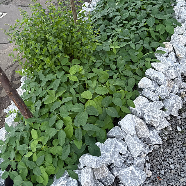 hirayahouse101さんの部屋