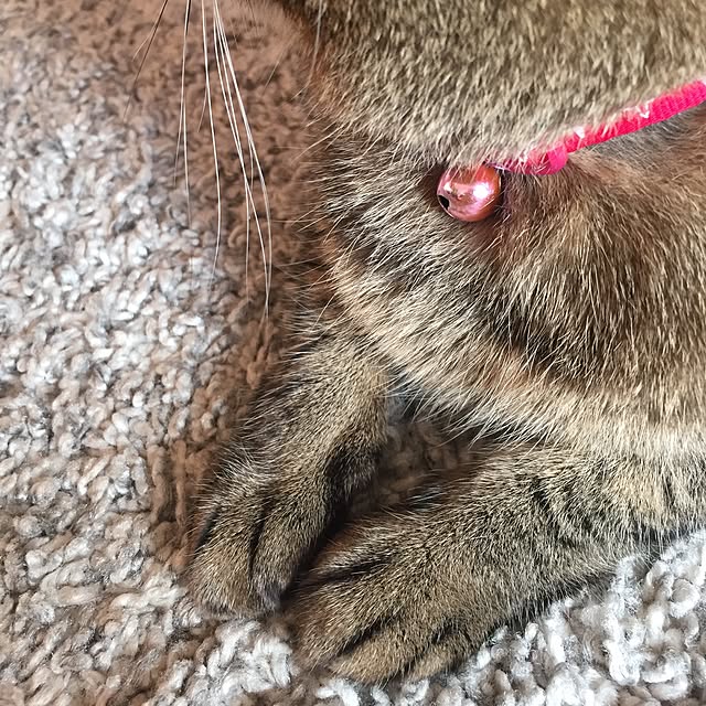 midumamaさんの実例写真