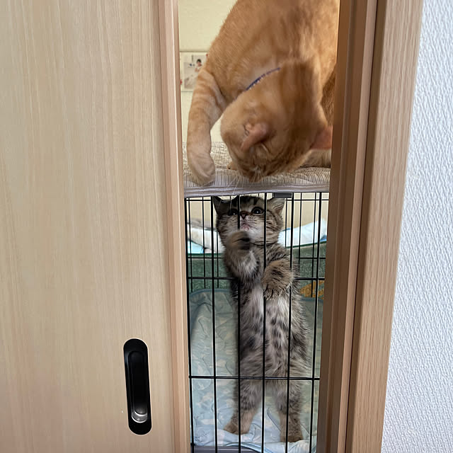 chiiさんの部屋
