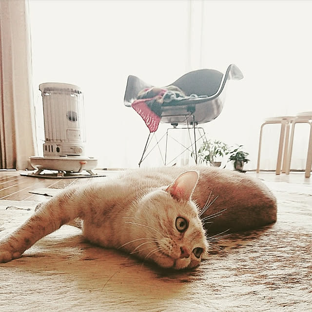 La12さんの実例写真