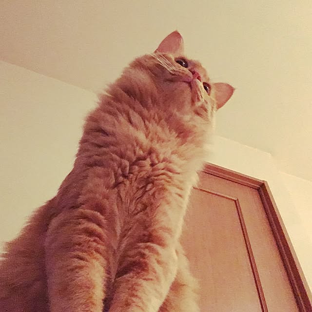 Ryokoさんの実例写真