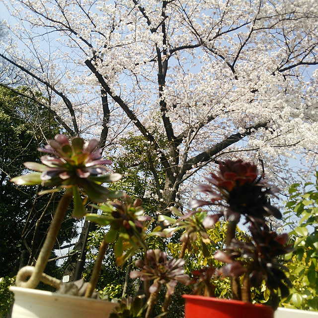 denkoさんの実例写真