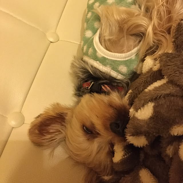 mayuoさんの実例写真