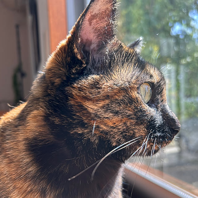 cocoさんの部屋