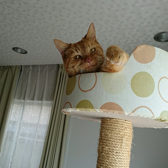 ronさんの実例写真