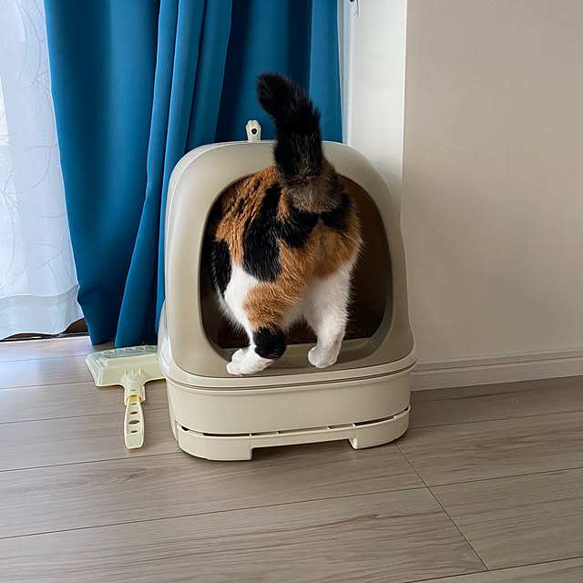 rengeさんの部屋