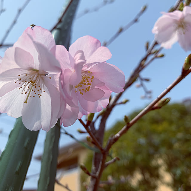 madeleineさんの実例写真