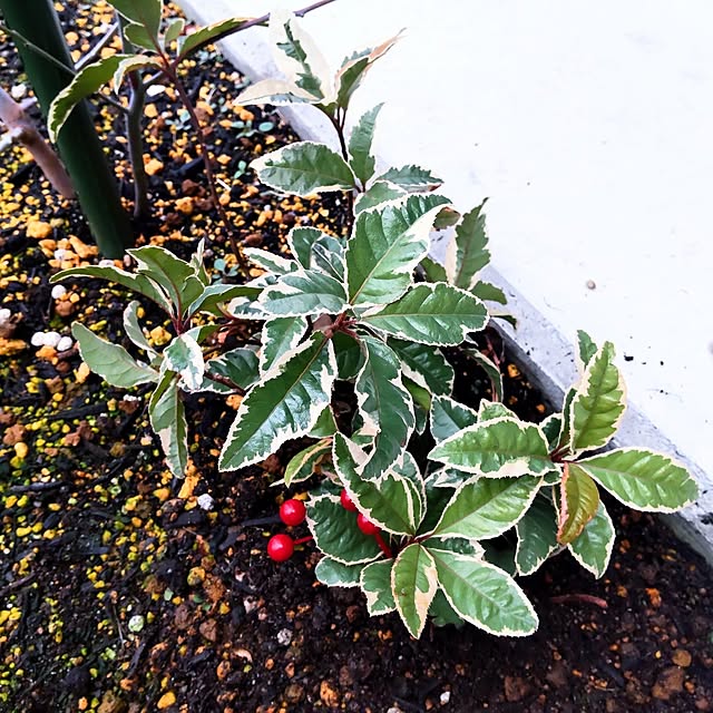 NSDさんの実例写真