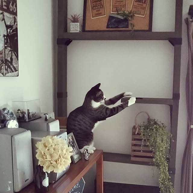 shinoさんの実例写真