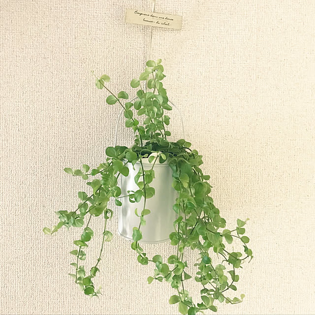 kurumiさんの実例写真