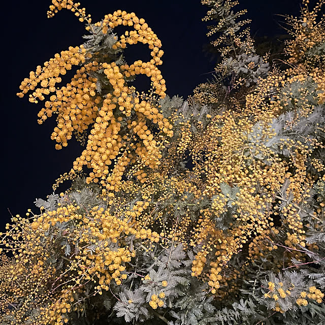 cottageroseさんの実例写真