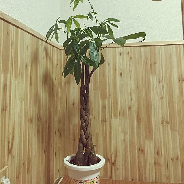 壁/天井/木目インテリアシート/DIY/観葉植物のインテリア実例 - 2016-02-22 06:22:50