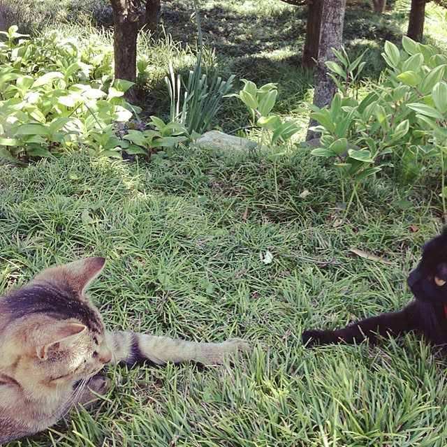 実例写真
