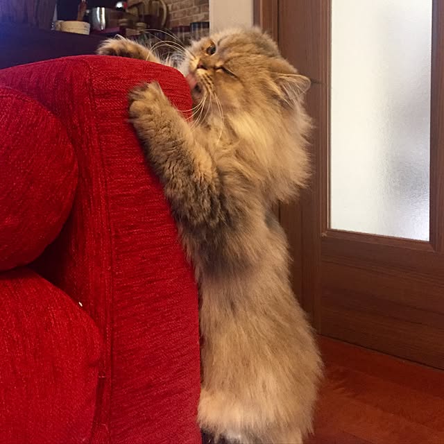butachanさんの実例写真