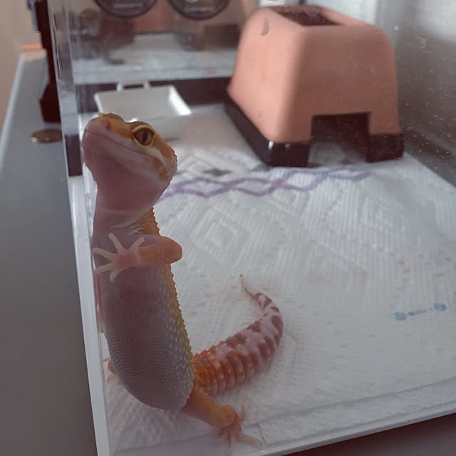 plumさんの実例写真