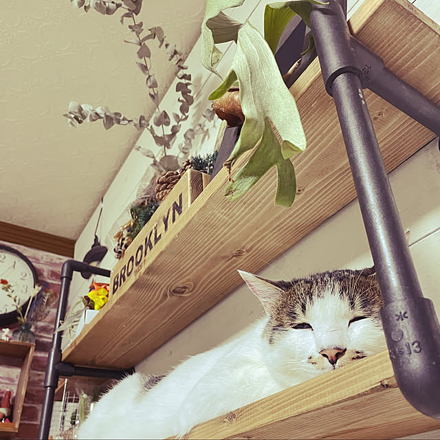 lovekuma_emilyさんの実例写真