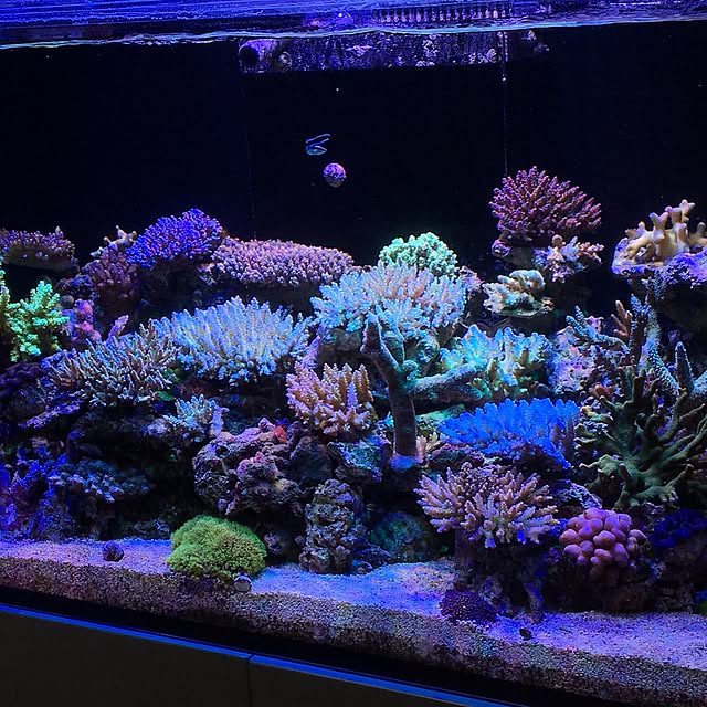 aquarium_seaさんの実例写真