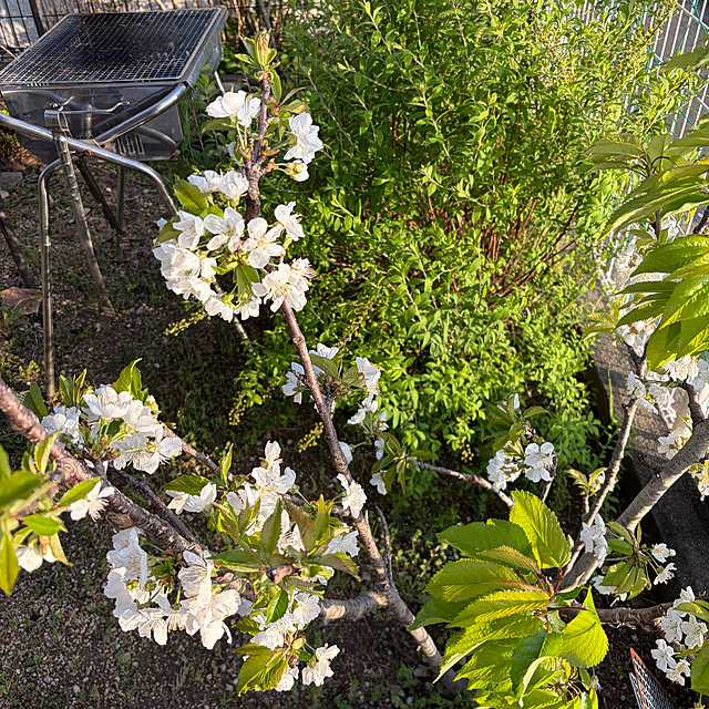 applepieさんの部屋