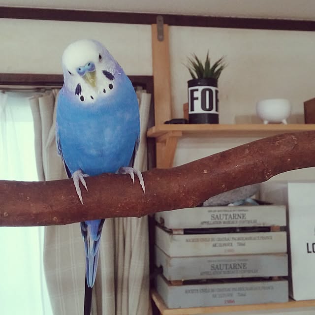 opiopiopiさんの実例写真