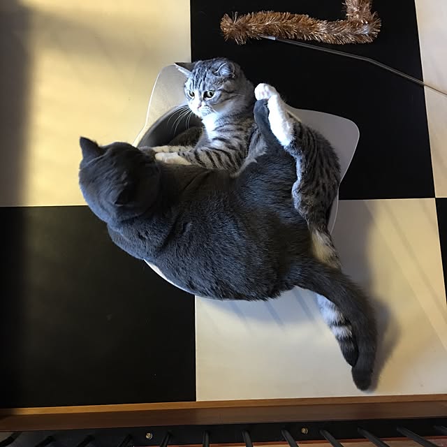 Shojiさんの実例写真
