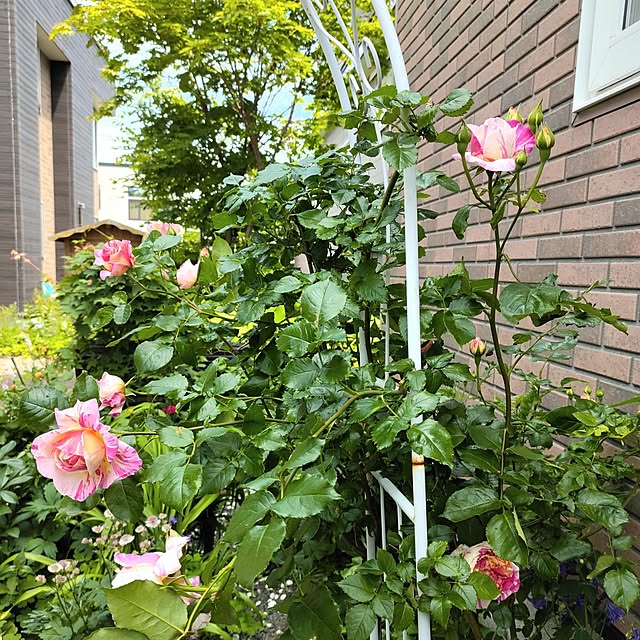 kiraさんの部屋