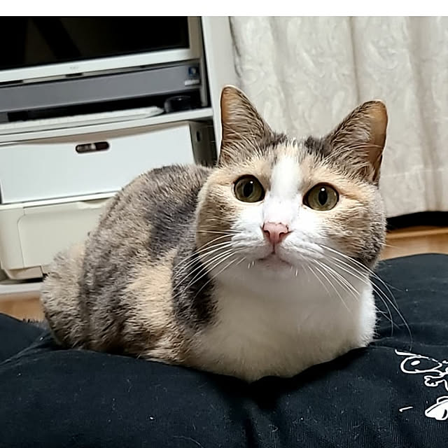 korakoさんの実例写真