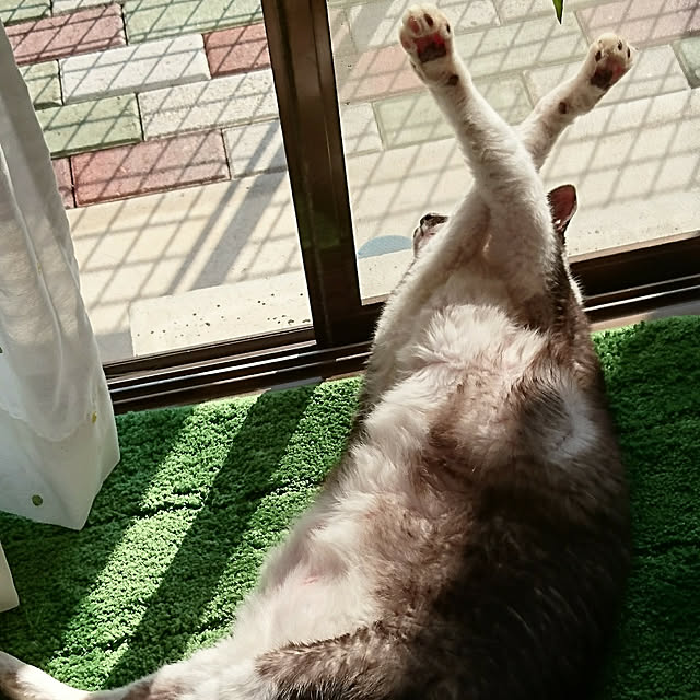 yoshieさんの実例写真