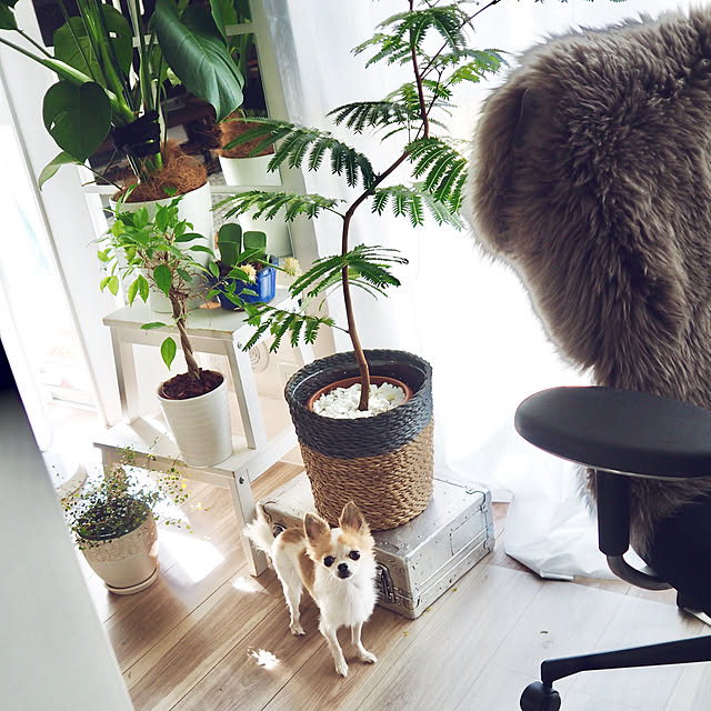 kokohanoさんの実例写真