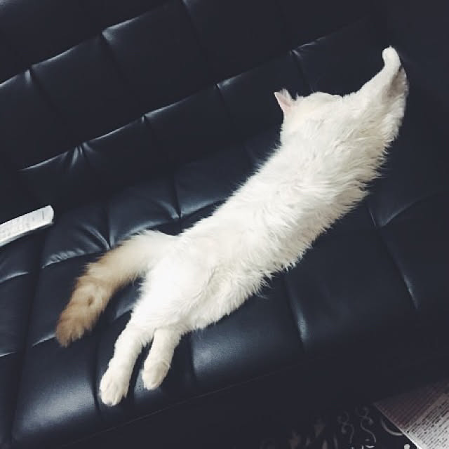 BWCATSさんの実例写真