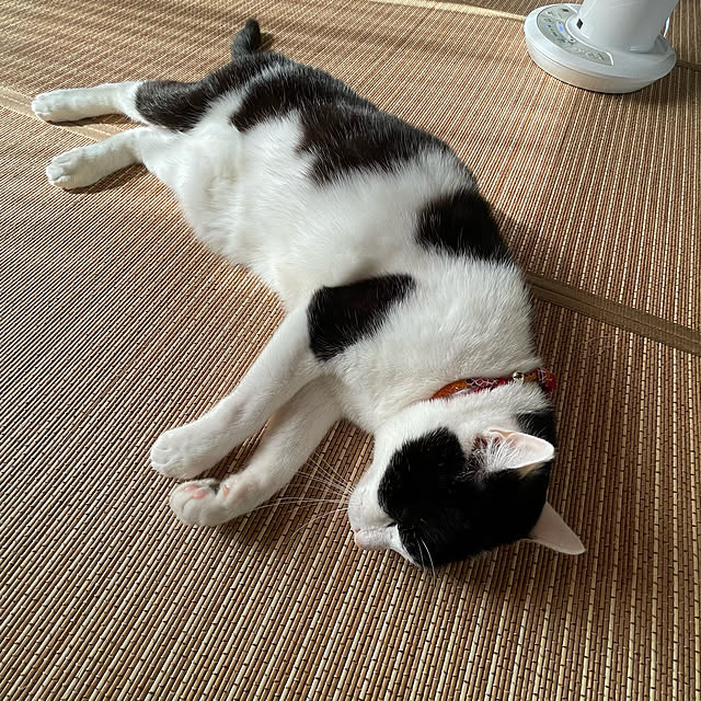 nekosamaさんの実例写真