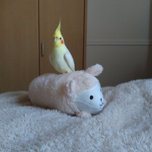 toratanさんの実例写真