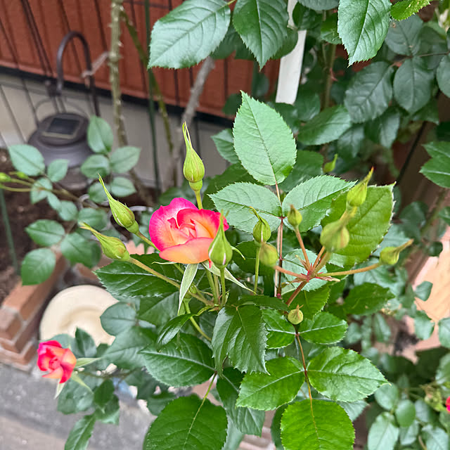 RoseLife5818さんの部屋