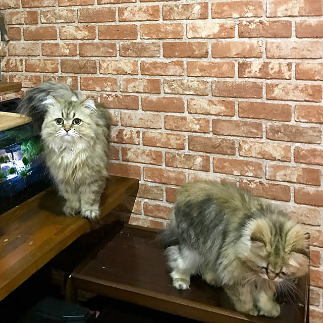 butachanさんの実例写真