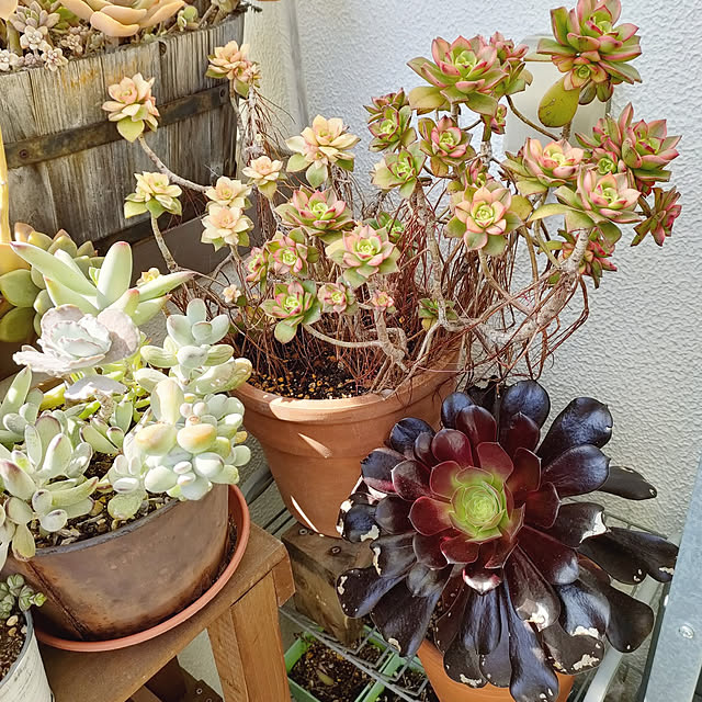 VERANDARJUNさんの実例写真