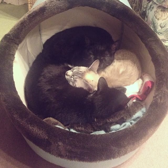 Tippiさんの実例写真