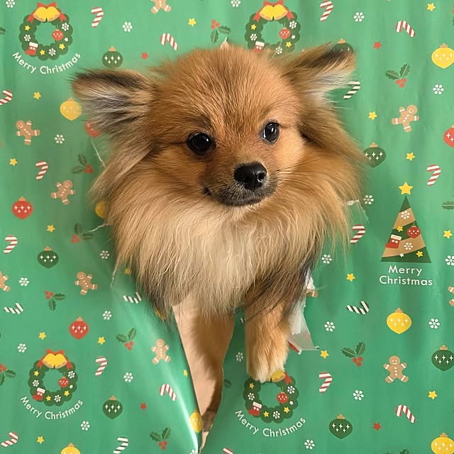 avovo7さんの部屋