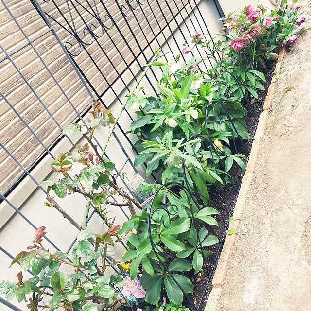 mimi828さんの実例写真