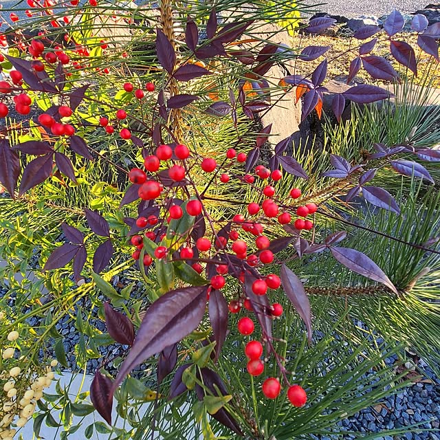 Rubiconさんの部屋