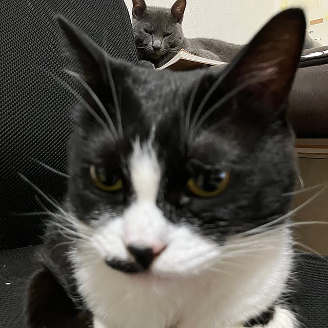 nekoさんの部屋