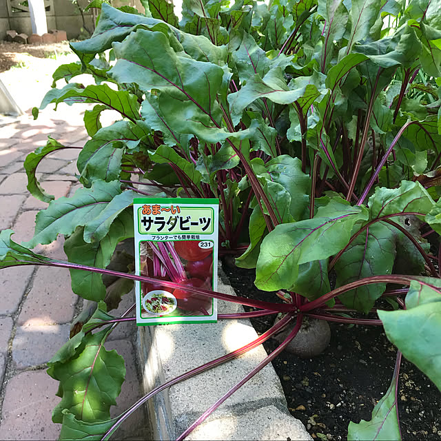 kazさんの実例写真