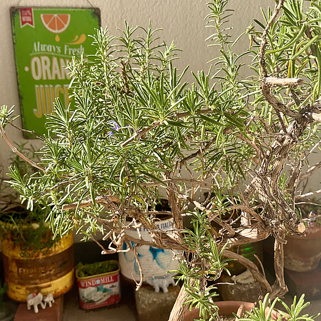 heidiさんの実例写真