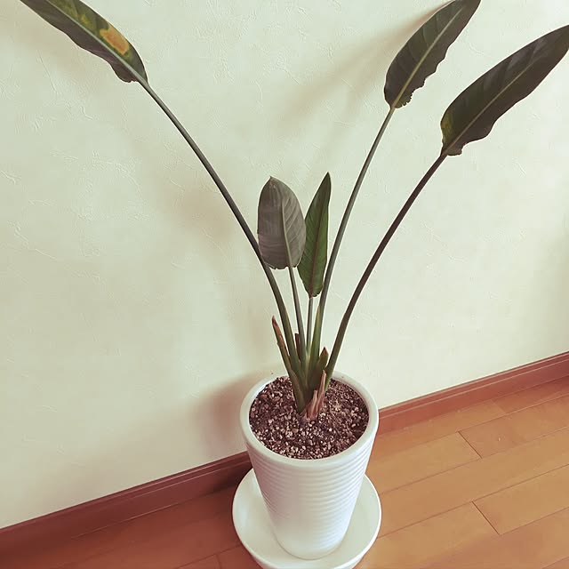 chi-ranさんの実例写真