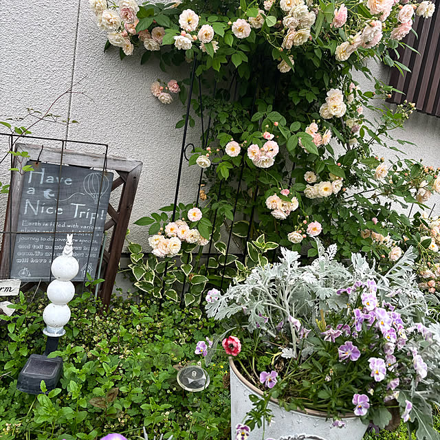 portulacaさんの部屋